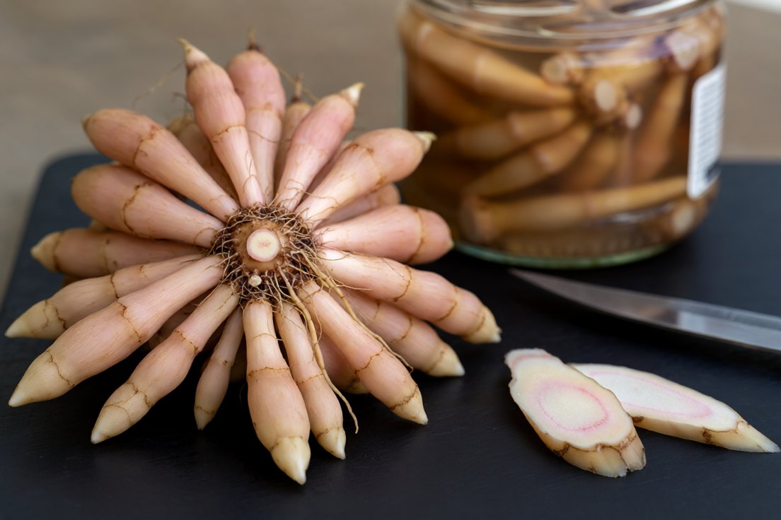 A close cluster of pale finger-like fingerroot rhizomes with thin root hairs, three thin slices showing a pale interior with pink rings, and a jar of brined pieces behind