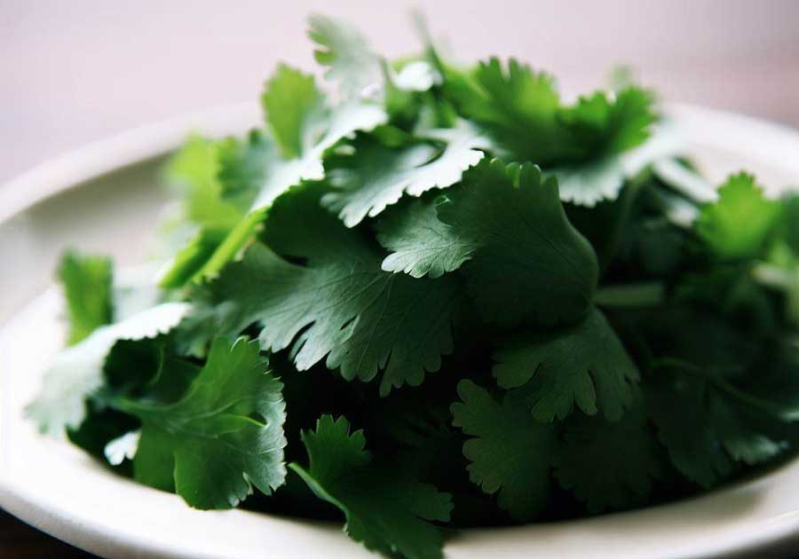 Fresh cilantro herbs for Thai cuisine
