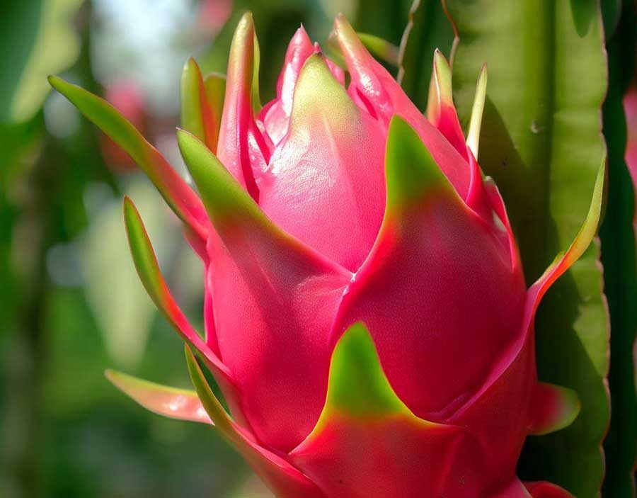 Pink dragon fruit pitaya a vibrant tropical fruit grown in Thailand