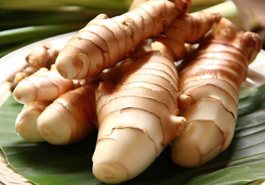 Fresh galangal root for Thai cooking