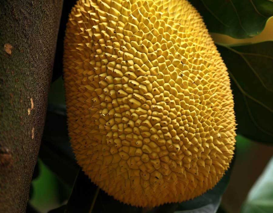 Giant jackfruit the world's largest fruit growing in tropical Thailand