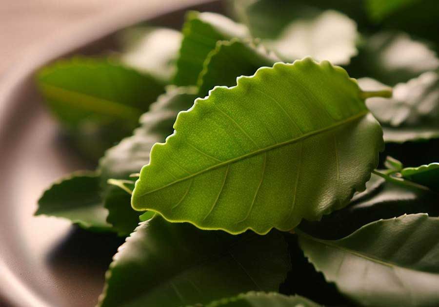 Kaffir lime leaves adding citrus aroma to Thai soups and curries