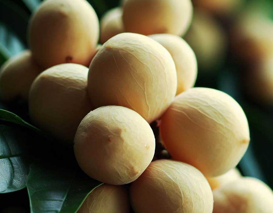 Fruit 15 - Langsat (Lansium parasiticum)