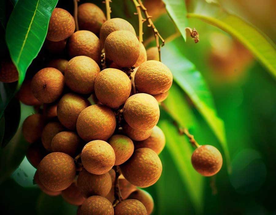 Fresh longan fruit clusters similar to lychee popular in Thailand
