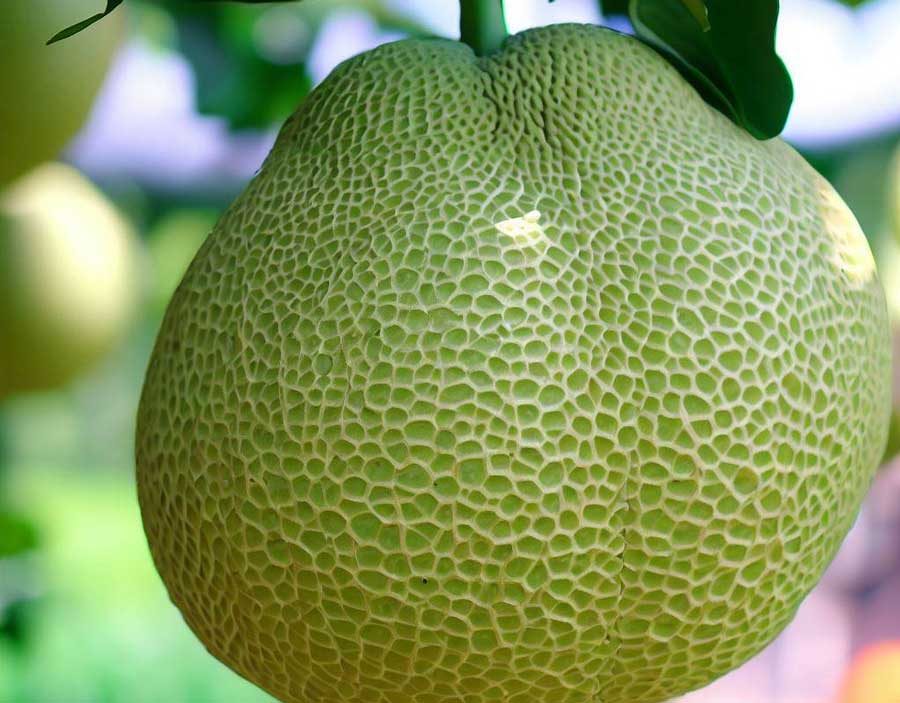 Large Thai pomelo citrus fruit with thick rind and sweet segments