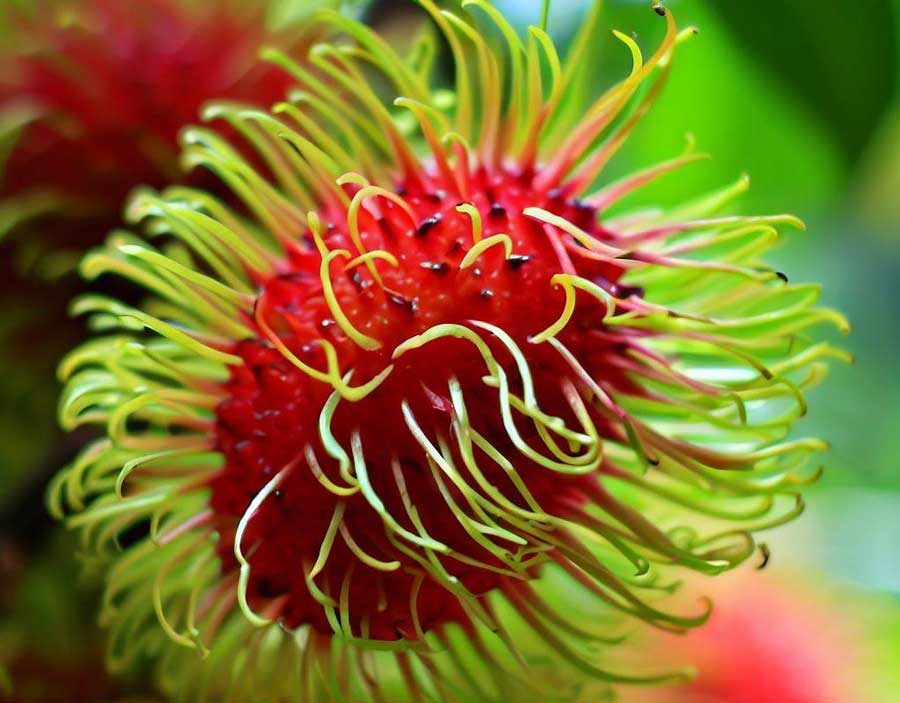Red hairy rambutan a sweet Thai exotic fruit with translucent flesh
