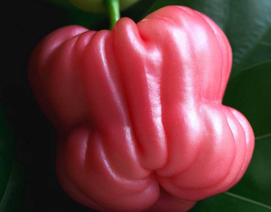 Rose apple fruit a bell-shaped tropical delicacy from Thailand
