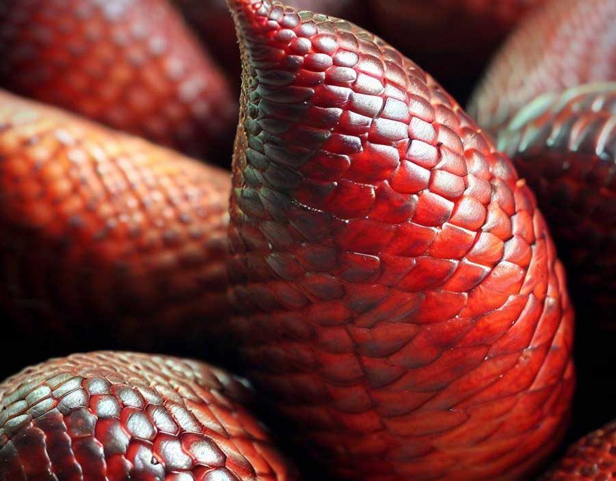 Salak snake fruit with scaly brown skin and sweet tangy Thai flesh