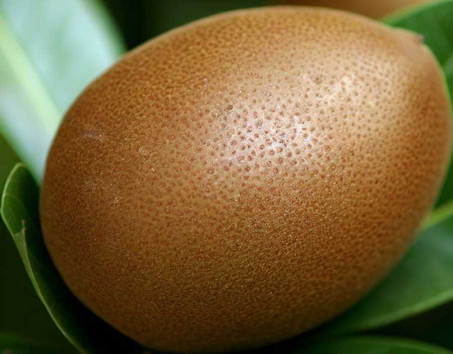 Sapodilla chiku fruit with brown skin and sweet malty Thai flesh