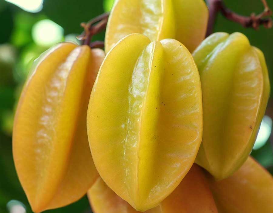 Fruit 14 - Starfruit (Carambola)